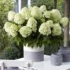 Hydrangea Paniculata Little Spooky - Hortensia Paniculé 2 Hydrangea Paniculata Little Spooky - Hortensia Paniculé -Promos Jardin Bulbes Magasin Hydrangea little spooky 16579 1