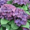 Hortensia - Hydrangea Macrophylla Deep Purple Dance (Music Collection) 1 Hortensia - Hydrangea Macrophylla Deep Purple Dance (Music Collection) -Promos Jardin Bulbes Magasin Hydrangea macro Deep Purple 0551002 1
