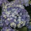 Hortensia - Hydrangea Macrophylla You And Me Tea Time Together -Promos Jardin Bulbes Magasin Hydrangea macro Tea Time Together 0561002 1