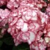Hortensia - Hydrangea Macrophylla Miss Saori -Promos Jardin Bulbes Magasin Hydrangea macrophilla Miss Saori 78218 1