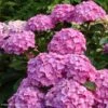 Hortensia - Hydrangea Macrophylla Benelux (rose) -Promos Jardin Bulbes Magasin Hydrangea macrophylla Benelux rose 85238 1