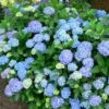 Hortensia - Hydrangea Macrophylla Blauer Prinz -Promos Jardin Bulbes Magasin Hydrangea macrophylla Blauer Prinz 100032 1