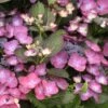 Hortensia - Hydrangea Macrophylla Dark Angel Purple (Black Diamonds) -Promos Jardin Bulbes Magasin Hydrangea macrophylla Dark Angel Purple 83181 1