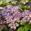 Hortensia - Hydrangea Macrophylla Double Dutch Blue 2 Hortensia - Hydrangea Macrophylla Double Dutch Blue -Promos Jardin Bulbes Magasin Hydrangea macrophylla Double Dutch Blue 83182 1