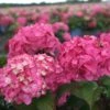 Hortensia - Hydrangea Macrophylla Endless Summer Bloomstar -Promos Jardin Bulbes Magasin Hydrangea macrophylla Endless Summer Bloomstar 81412 1