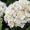 Hortensia - Hydrangea Macrophylla Endless Summer The Bride -Promos Jardin Bulbes Magasin Hydrangea macrophylla Endless Summer The Bride 85486 1 1