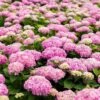 Hortensia - Hydrangea Macrophylla Endless Summer The Original (Rose) -Promos Jardin Bulbes Magasin Hydrangea macrophylla Endless Summer The Original rose 85448 1