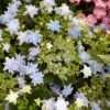 Hortensia - Hydrangea Macrophylla Fireworks Blue 2 Hortensia - Hydrangea Macrophylla Fireworks Blue -Promos Jardin Bulbes Magasin Hydrangea macrophylla Fireworks Blue 83184 1