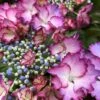 Hortensia - Hydrangea Macrophylla French Cancan -Promos Jardin Bulbes Magasin Hydrangea macrophylla French Cancan copyright 8257011 1