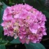 Hortensia - Hydrangea Macrophylla La Marne -Promos Jardin Bulbes Magasin Hydrangea macrophylla La Marne 85454 1 1