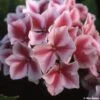 Hortensia - Hydrangea Macrophylla Lady Nobuko -Promos Jardin Bulbes Magasin Hydrangea macrophylla Lady Nobuko 781682 1