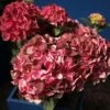 Hortensia - Hydrangea Macrophylla Magical Crimson -Promos Jardin Bulbes Magasin Hydrangea macrophylla Magical Crimson 81578 1