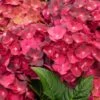 Hortensia - Hydrangea Macrophylla Magical Ruby Tuesday -Promos Jardin Bulbes Magasin Hydrangea macrophylla Magical Ruby Tuesday 81577 1