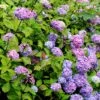 Hortensia - Hydrangea Macrophylla Nigra 2 Hortensia - Hydrangea Macrophylla Nigra -Promos Jardin Bulbes Magasin Hydrangea macrophylla Nigra 85023 1