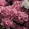 Hortensia - Hydrangea Macrophylla Red Ace -Promos Jardin Bulbes Magasin Hydrangea macrophylla Red Ace 83105 1