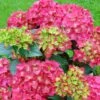 Hortensia - Hydrangea Macrophylla Red Reggae (Music Collection) -Promos Jardin Bulbes Magasin Hydrangea macrophylla Red Reggae Music Collection 85450 1 1
