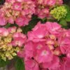 Hortensia - Hydrangea Macrophylla Rosita -Promos Jardin Bulbes Magasin Hydrangea macrophylla Rosita 82568 1