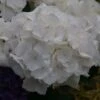 Hortensia - Hydrangea Macrophylla Schneeball -Promos Jardin Bulbes Magasin Hydrangea macrophylla Schneeball 82749 1
