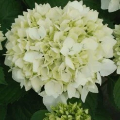 Hortensia - Hydrangea Macrophylla Sœur Thérèse