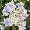 Hortensia - Hydrangea Macrophylla Stargazer -Promos Jardin Bulbes Magasin Hydrangea macrophylla Stargazer copyright 554002 1