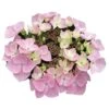 Hortensia - Hydrangea Macrophylla Messalina 2 Hortensia - Hydrangea Macrophylla Messalina -Promos Jardin Bulbes Magasin Hydrangea macrophylla Teller Messalina 82751 1