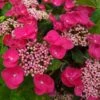 Hortensia Macrophylla Teller Red -Promos Jardin Bulbes Magasin Hydrangea macrophylla Teller Red copyright 1000552 1