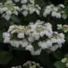 Hortensia - Hydrangea Macrophylla Wedding Gown -Promos Jardin Bulbes Magasin Hydrangea macrophylla Wedding Gown 81579 1