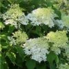 Hydrangea Paniculata Bombshell - Hortensia Paniculé -Promos Jardin Bulbes Magasin Hydrangea paniculata Bombshell 88330 1