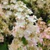Hydrangea Paniculata Confetti - Hortensia Paniculé -Promos Jardin Bulbes Magasin Hydrangea paniculata Confetti copyright 17707 1