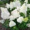 Hydrangea Paniculata Diamantino - Hortensia Paniculé -Promos Jardin Bulbes Magasin Hydrangea paniculata Diamantino 85619 1