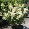 Hydrangea Paniculata Early Sensation - Hortensia Paniculé -Promos Jardin Bulbes Magasin Hydrangea paniculata Early Sensation 7424 2