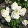 Hydrangea Paniculata Magical Mont Blanc - Hortensia Paniculé -Promos Jardin Bulbes Magasin Hydrangea paniculata Magical Mont Blanc 85461 1