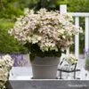 Hydrangea Paniculata Polestar - Hortensia Paniculé -Promos Jardin Bulbes Magasin Hydrangea paniculata Polestar copyright BREEDERPLANTS 895313 1