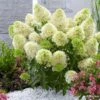 Hydrangea Paniculata Skyfall - Hortensia Paniculé -Promos Jardin Bulbes Magasin Hydrangea paniculata Skyfall 87389 1