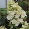 Hydrangea Paniculata Unique - Hortensia Paniculé -Promos Jardin Bulbes Magasin Hydrangea paniculata Unique ld Wallygrom 67842 1