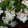 Hydrangea Paniculata White Diamond - Hortensia Paniculé 1 Hydrangea Paniculata White Diamond - Hortensia Paniculé -Promos Jardin Bulbes Magasin Hydrangea paniculata White Diamond 7487 1