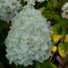 Hydrangea Paniculata Silver Dollar - Hortensia Paniculé -Promos Jardin Bulbes Magasin Hydrangea paniculata silver Dollar 7866 1 1