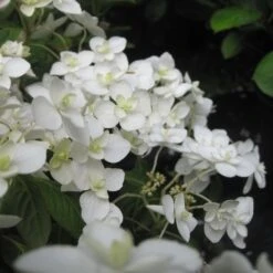 Hortensia - Hydrangea Serrata Hakucho