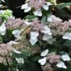 Hortensia - Hydrangea Serrata Intermedia -Promos Jardin Bulbes Magasin Hydrangea serrata Intermedia IF 1006672 1