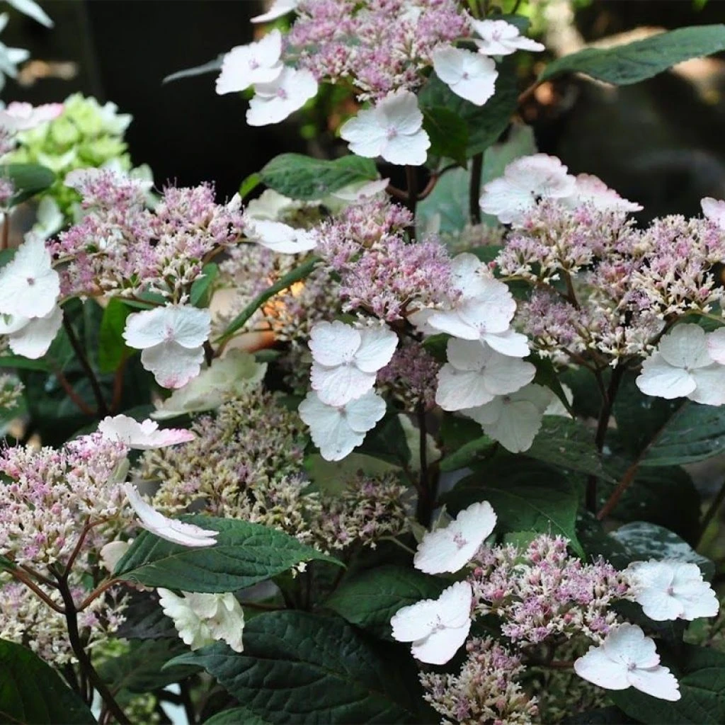 Hortensia - Hydrangea Serrata Intermedia 3 Hortensia - Hydrangea Serrata Intermedia