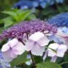 Hortensia - Hydrangea Serrata Klaveren 1 Hortensia - Hydrangea Serrata Klaveren -Promos Jardin Bulbes Magasin Hydrangea serrata Klaveren 67848 1