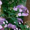 Hortensia - Hydrangea Serrata Oamacha -Promos Jardin Bulbes Magasin Hydrangea serrata Oamacha 87107 1