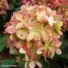 Hydrangea Paniculata Graffiti - Hortensia Paniculé -Promos Jardin Bulbes Magasin Hydrangea paniculata Graffiti copyright plantipp 89527 2