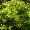 Millepertuis Doré - Hypericum Golden Beacon -Promos Jardin Bulbes Magasin Hypericum Golden Beacon 781643 1
