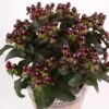 Millepertuis Miracle Night - Hypericum -Promos Jardin Bulbes Magasin Hypericum Miracle Night 88826 1