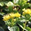 Hypericum Inodorum Magical Sunshine - Millepertuis -Promos Jardin Bulbes Magasin Hypericum x inodorum Magical Sunshine 84103 1