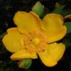 Millepertuis - Hypericum (x) Moserianum -Promos Jardin Bulbes Magasin Hypericum x moserianum 84106 1