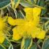 Millepertuis - Hypericum Calycinum Carnival -Promos Jardin Bulbes Magasin Hypericum calycinum Carnival 88825 1