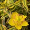 Hypericum (x) Moserianum Little Misstery - Millepertuis De Moser -Promos Jardin Bulbes Magasin Hypericum x moserianum Little Misstery Millepertuis de Moser 16335 1