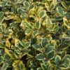 Houx Panaché - Ilex Golden King 2 Houx Panaché - Ilex Golden King -Promos Jardin Bulbes Magasin ILEX ALTACLERENSIS GOLDEN KING 781728 1